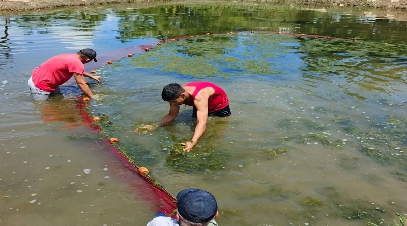 Productores fortalecen soberanía alimentaria con cultivo de coporo en Mérida